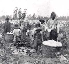 Family Picking Cotton in the fields near Savannah, Georgia, stereograph, c. 1867.