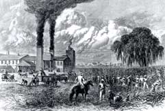 "The Sugar Harvest in Louisiana," Harper's Weekly, October 30, 1875.