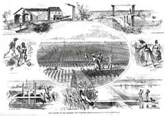 "Rice Culture on the Ogeechee," Harper's Weekly, January 5, 1867.