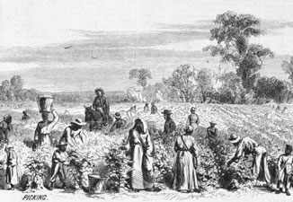 Scenes on a Cotton Plantation: Picking, engraving from Harper's Weekly, February 2, 1867