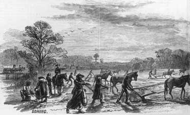 Scenes on a Cotton Plantation: Sowing, engraving from Harper's Weekly, February 2, 1867