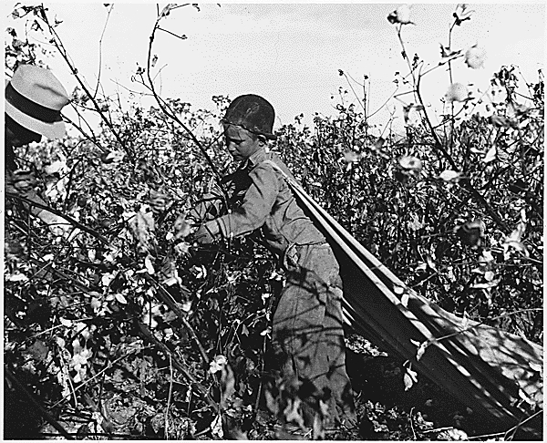 12-Year Old Cotton Worker