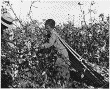 12-Year Old Cotton Worker