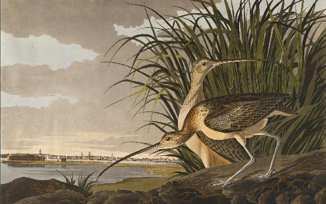 Long-billed Curlew, Numenius longirostris.