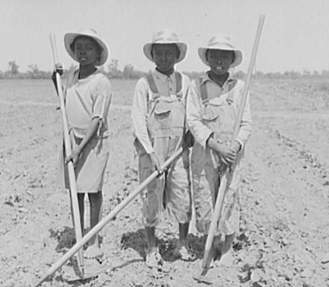 Children chopping cotton.