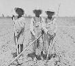 Children chopping cotton.