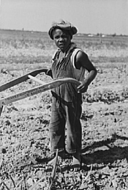 Child of sharecropper cultivating cotton