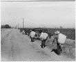 Cotton Pickers at Noontime