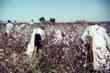 Day Laborers Picking Cotton Near Clarksdale