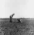 Outskirts of Salinas, California. Father and Son Picking Potatoes