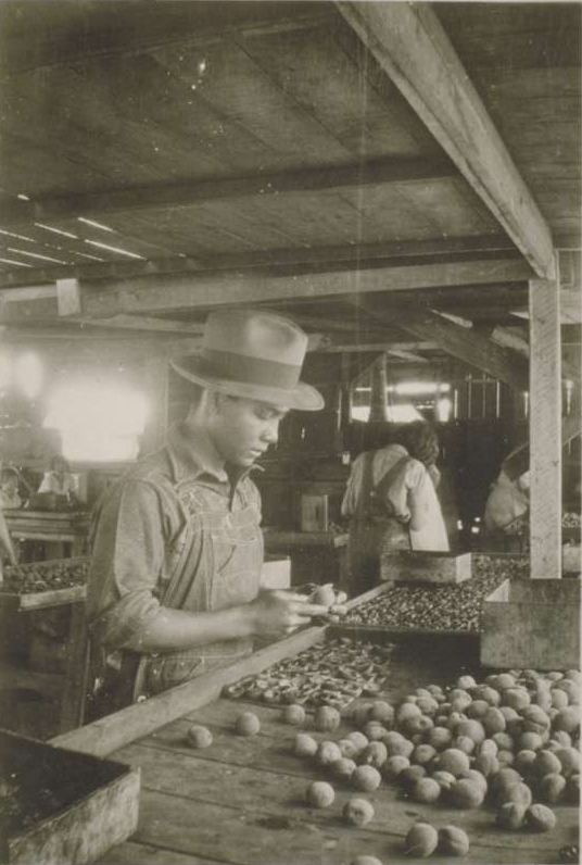 Filipino Man Processing Fruit