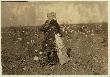 Dovey Kirkpatrick Picking Cotton