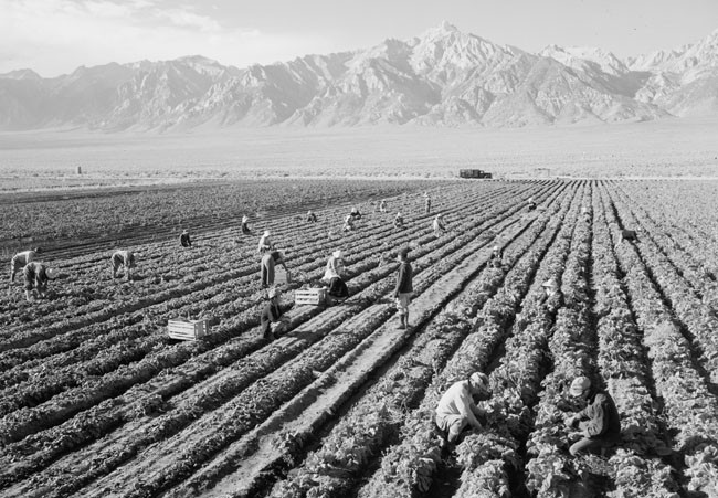 Farm, farm workers, Mt. Williamson in background, Manzanar Relocation Center, California.