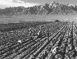 Farm, farm workers, Mt. Williamson in background, Manzanar Relocation Center, California.