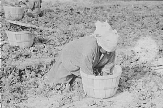 Mexican Woman Cuttng Spinach, La Pryor, Texas