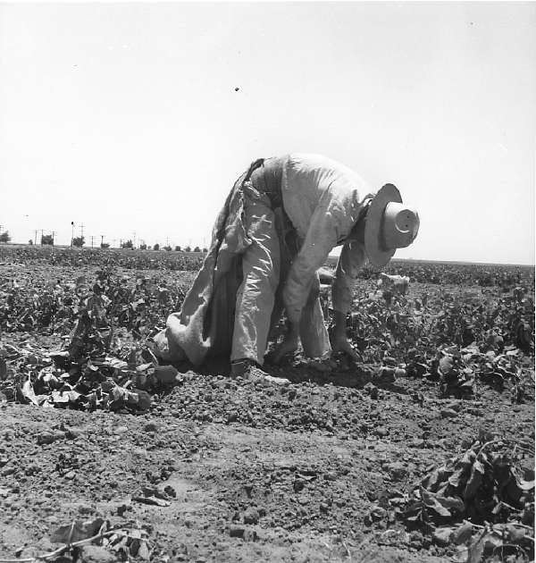 Migrant Agricultural Worker Picking Potatoes Near Shafter, California