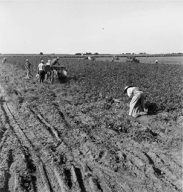 Thousands of Migrant Workers Are Employed For Harvesting the Potato Crop of Kern County, California