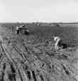 Thousands of Migrant Workers Are Employed For Harvesting the Potato Crop of Kern County, California