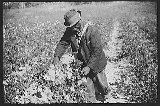 Picking Cotton Outside Clarksdale, Mississippi Delta