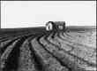 Power Farming Displaces Tenants.  Childress County, Texas Panhandle