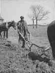Sharecropper Plowing Montgomery County, Alabama