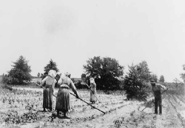 Three Women And One Man Hoeing In Field