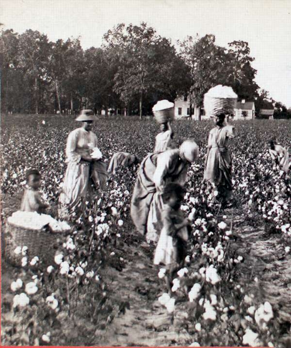 Women Carrying Baskets of Cotton, While Others Pick, Small Children in Foreground