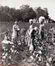 Women Carrying Baskets of Cotton, While Others Pick, Small Children in Foreground