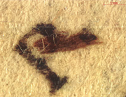 microscopic examination of the Join or Die image